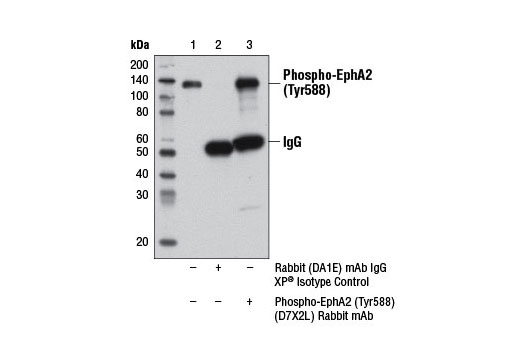 Immunoprecipitation Image 1: Phospho-EphA2 (Tyr588) (D7X2L) Rabbit mAb
