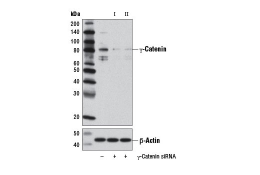  Image 1: SignalSilence® γ-Catenin siRNA II (Mouse Specific)