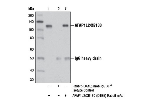 Immunoprecipitation Image 1: AFAP1L2/XB130 (D1B5) Rabbit mAb