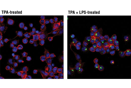 Immunofluorescence Image 1: TNF-α (D1G2) Rabbit mAb (Alexa Fluor® 488 Conjugate)