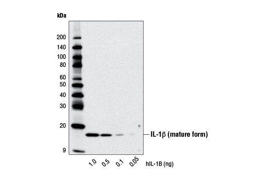  Image 12: Human Reactive Inflammasome Antibody Sampler Kit II