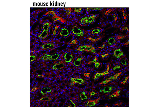Immunofluorescence Image 1: MRP4/ABCC4 (D2Q2O) Rabbit mAb