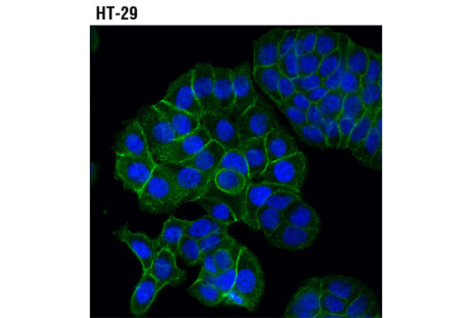 Immunofluorescence Image 2: MRP4/ABCC4 (D2Q2O) Rabbit mAb