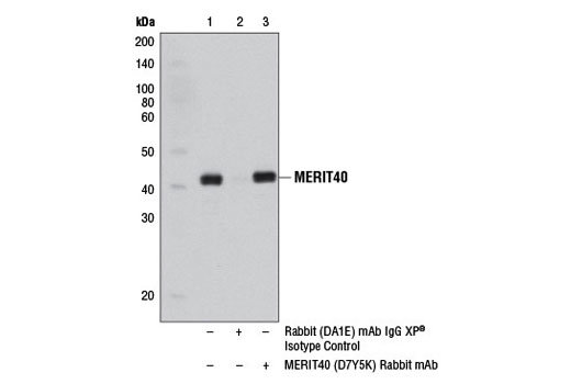 Immunoprecipitation Image 1: MERIT40 (D7Y5K) Rabbit mAb