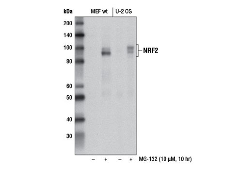 Western Blotting Image 1: NRF2 (D1Z9C) XP® Rabbit mAb