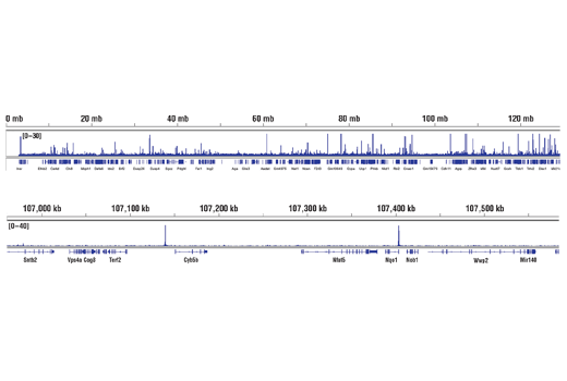 Chromatin Immunoprecipitation Image 2: NRF2 (D1Z9C) XP® Rabbit mAb