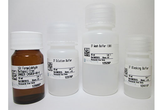 Immunofluorescence Image 2: Immunofluorescence Application Solutions Kit