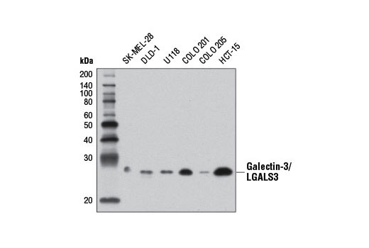 Western Blotting Image 1: Galectin-3/LGALS3 Antibody
