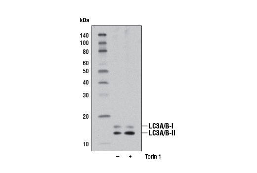  Image 2: Autophagy Vesicle Elongation (LC3 Conjugation) Antibody Sampler Kit