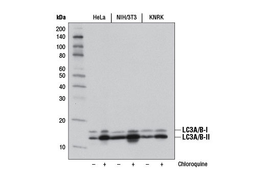  Image 10: p62/KEAP1/NRF2 Pathway Antibody Sampler Kit