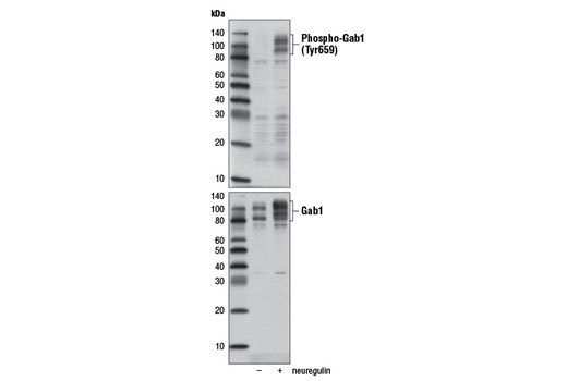 Western Blotting Image 1: Phospho-Gab1 (Tyr659) Antibody