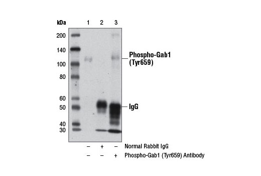 Immunoprecipitation Image 1: Phospho-Gab1 (Tyr659) Antibody