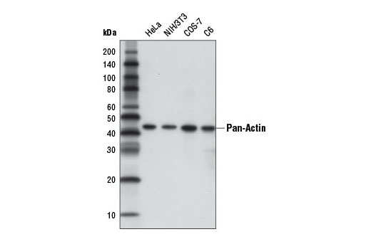Western Blotting Image 1: Pan-Actin (D18C11) Rabbit mAb (HRP Conjugate)