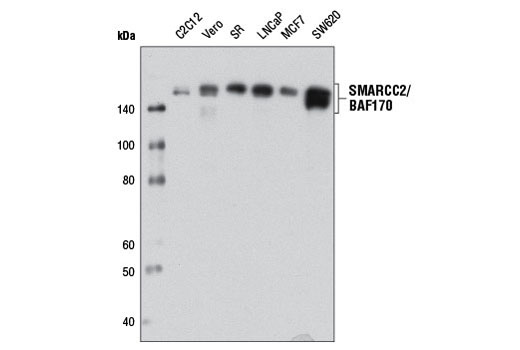 Western Blotting Image 1: SMARCC2/BAF170 (D8O9V) Rabbit mAb