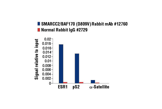 Chromatin Immunoprecipitation Image 3: SMARCC2/BAF170 (D8O9V) Rabbit mAb