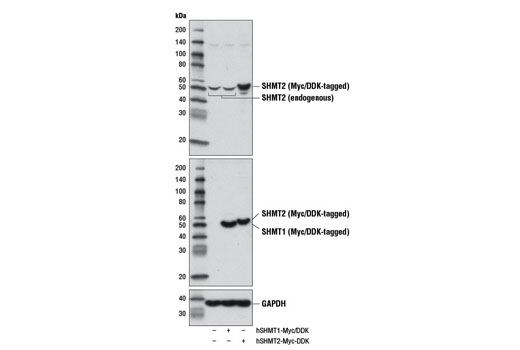 Western Blotting Image 2: SHMT2 Antibody