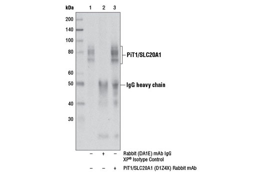 Immunoprecipitation Image 1: PiT1/SLC20A1 (D1Z4X) Rabbit mAb