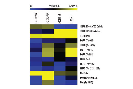  Image 4: PathScan® EGFR Signaling Antibody Array Kit (Fluorescent Readout)