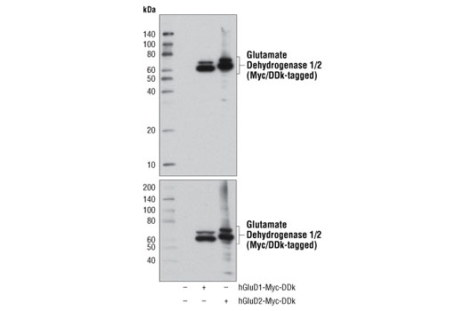 Western Blotting Image 1: Glutamate Dehydrogenase 1/2 (D9F7P) Rabbit mAb