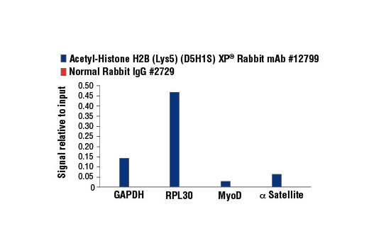 Chromatin Immunoprecipitation Image 1: Acetyl-Histone H2B (Lys5) (D5H1S) XP® Rabbit mAb