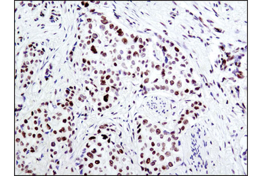 Immunohistochemistry Image 1: Acetyl-Histone H2B (Lys5) (D5H1S) XP® Rabbit mAb