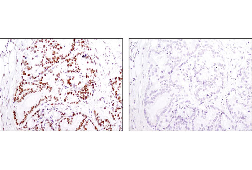 Immunohistochemistry Image 2: Acetyl-Histone H2B (Lys5) (D5H1S) XP® Rabbit mAb