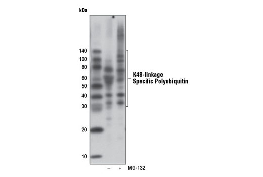 Western Blotting Image 1: K48-linkage Specific Polyubiquitin (D9D5) Rabbit mAb (HRP Conjugate)