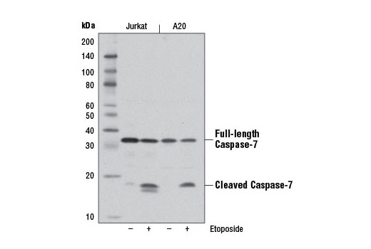  Image 1: Apoptosis Antibody Sampler Kit