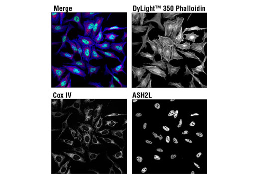Immunofluorescence Image 2: DyLight™ 350 Phalloidin