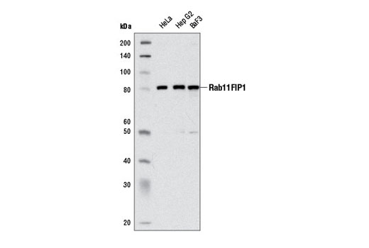  Image 1: Microglia LPS-Related Module Antibody Sampler Kit