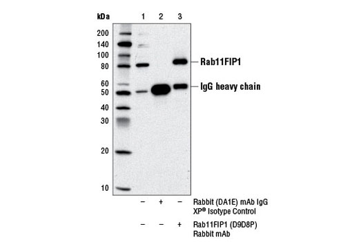 Immunoprecipitation Image 1: Rab11FIP1 (D9D8P) Rabbit mAb