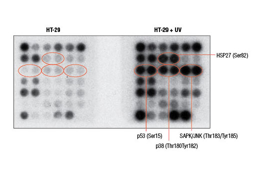  Image 2: PathScan® Stress and Apoptosis Signaling Antibody Array Kit (Chemiluminescent Readout)