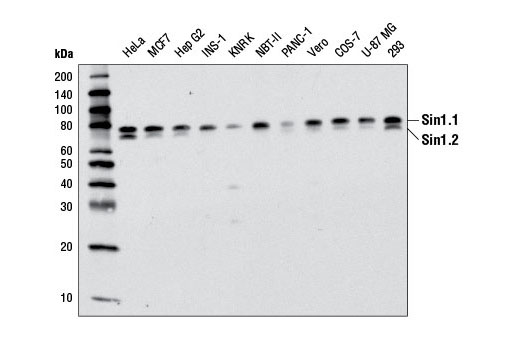  Image 1: PhosphoPlus® Sin1 (Thr86) Antibody Duet