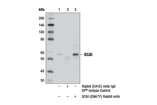 Immunoprecipitation Image 1: SCAI (D9A7Y) Rabbit mAb