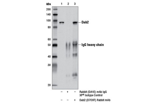 Immunoprecipitation Image 1: Dab2 (D7O9T) Rabbit mAb