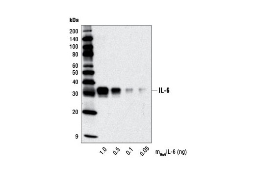 Western Blotting Image 2: IL-6 (D5W4V) XP® Rabbit mAb (Mouse Specific)