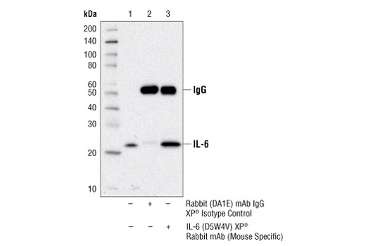  Image 16: Mouse Reactive Senescence Associated Secretory Phenotype (SASP) Antibody Sampler Kit