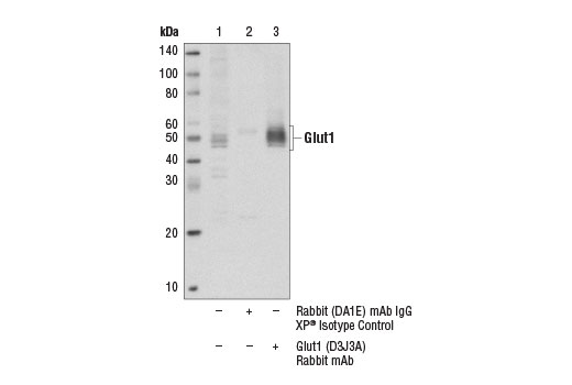 Immunoprecipitation Image 1: Glut1 (D3J3A) Rabbit mAb