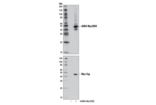  Image 20: Human Reactive Inflammasome Antibody Sampler Kit II