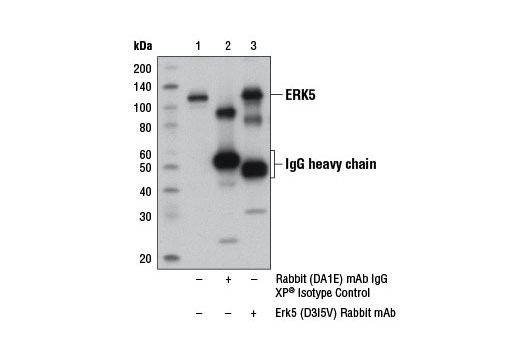 Immunoprecipitation Image 1: Erk5 (D3I5V) Rabbit mAb