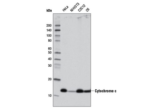 Western Blotting Image 1: Cytochrome c (D18C7) Rabbit mAb (HRP Conjugate)