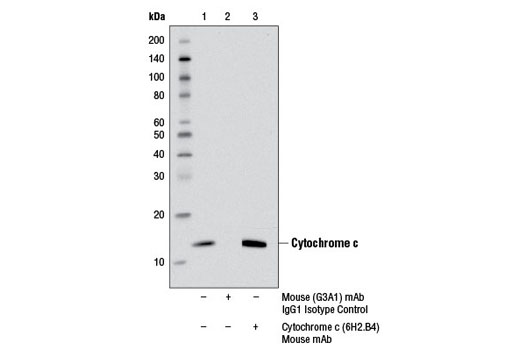 Immunoprecipitation Image 1: Cytochrome c (6H2.B4) Mouse mAb