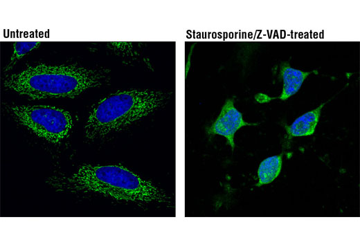 Immunofluorescence Image 1: Cytochrome c (6H2.B4) Mouse mAb