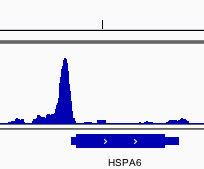 Chromatin Immunoprecipitation Image 1: HSF1 (D3L8I) Rabbit mAb