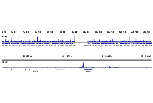 Chromatin Immunoprecipitation Image 2: HSF1 (D3L8I) Rabbit mAb
