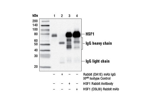 Immunoprecipitation Image 1: HSF1 (D3L8I) Rabbit mAb