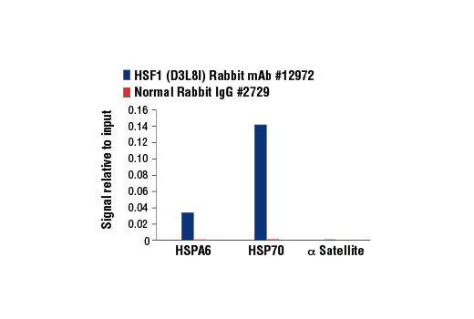 Chromatin Immunoprecipitation Image 3: HSF1 (D3L8I) Rabbit mAb
