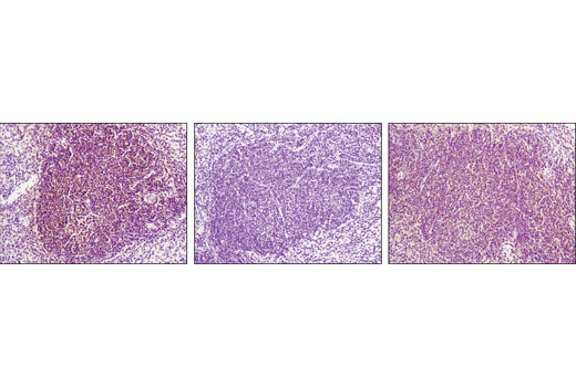 Immunohistochemistry Image 4: HSF1 (D3L8I) Rabbit mAb
