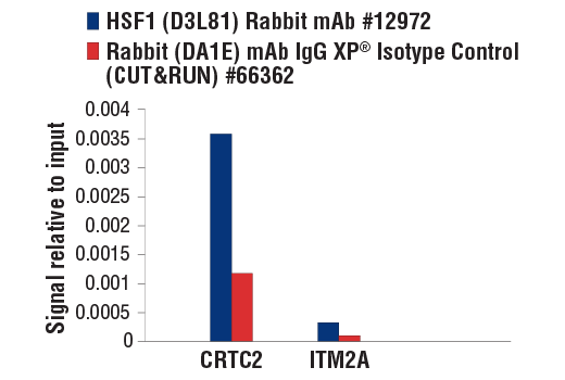 CUT and RUN Image 3: HSF1 (D3L8I) Rabbit mAb
