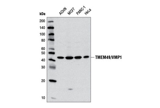 mNeonGreen antibody (29523-1-AP)